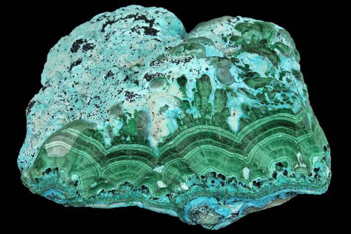 Botryoidal Malachite and Chrysocolla - Congo #148243